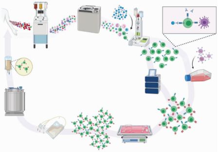 图1 临床规模自体CAR -T细胞疗法的制造过程