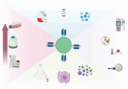 图2 大规模CAR - T细胞生产中的制造变量