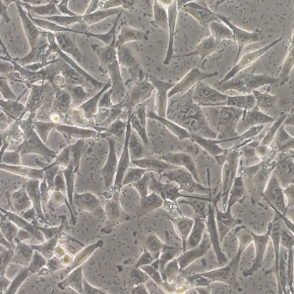 1767056346242040.jpg 1767056346242040.jpg